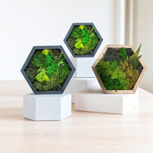 Hexagon Moss Decor – Choose Frame Color & Size | Preserved Moss Wall Art or Shelf Accent | Eco Natural Decor | Gift for Plant Lover