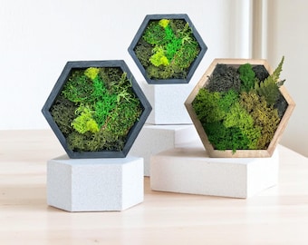 Hexagon Moss Decor – Choose Frame Color & Size | Preserved Moss Wall Art or Shelf Accent | Eco Natural Decor | Gift for Plant Lover