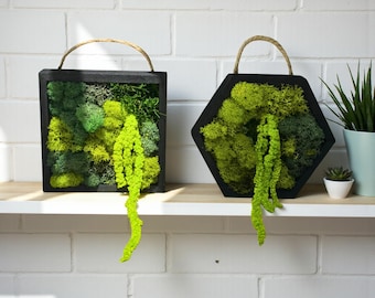 Mini Moss Wall Art, Single or Set – Geometric Hexagon & Square Reindeer Moss Decor – Natural Eco Home Accent – Green Botanical Wall Hanging