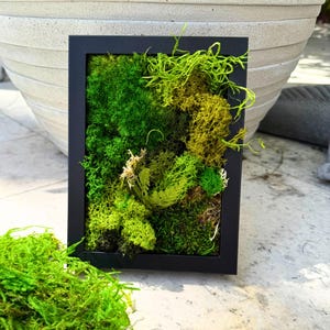 Moss Wall Art | Preserved Moss Art Framed | Moss Wall Decor | Moss Wall Sets | Natural Wall Hanging| Green Reindeer Moss Pole Moss