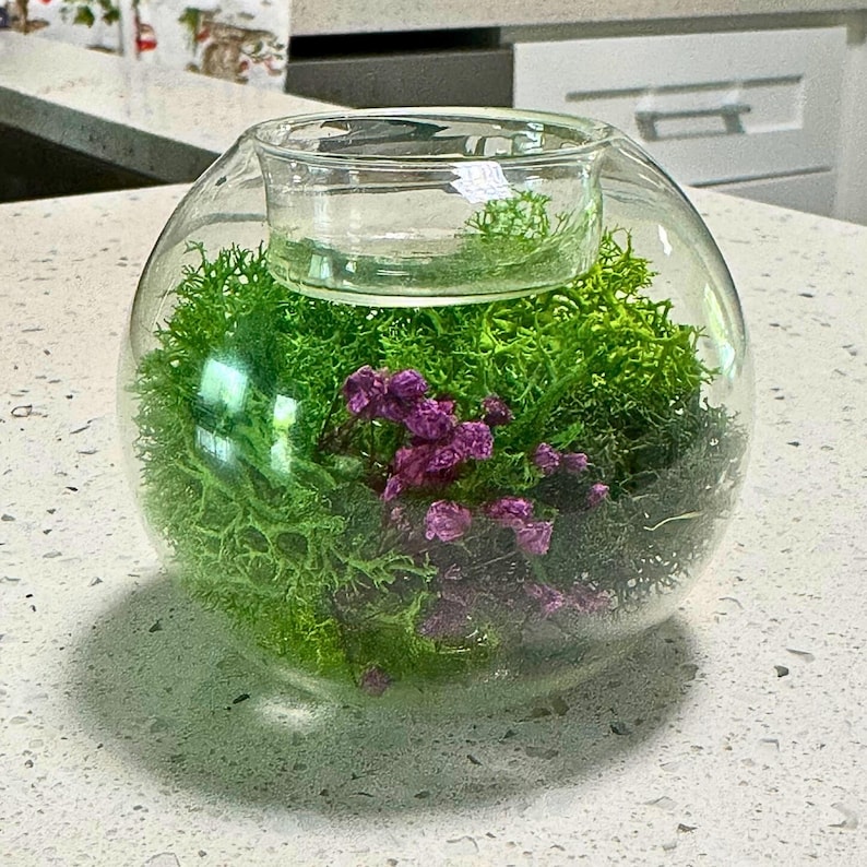 May include: A clear glass terrarium with a round shape, featuring vibrant green moss and small purple flowers. The terrarium has a built-in upper section for water or additional decorative elements. The design is simple and elegant.