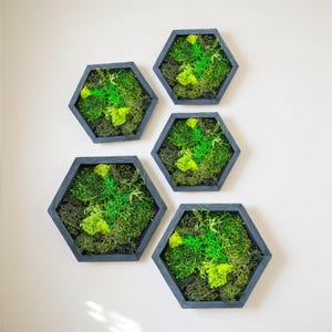 Hexagon Moss Wall Art – Preserved Moss Decor in Multiple Sizes | Modern Botanical Green Wall | Nature-Inspired Eco Home Decor
