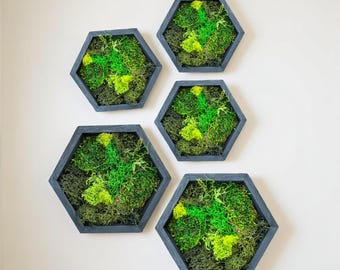 Hexagon Moss Wall Art – Preserved Moss Decor in Multiple Sizes | Modern Botanical Green Wall | Nature-Inspired Eco Home Decor