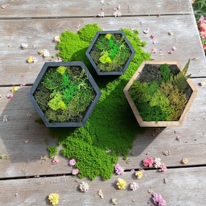 Hexagon Moss Art – Modern Eco Home Decor | Preserved Moss Wall Decor | Eco Green Wall Accent | Modern or Natural Wood Frame