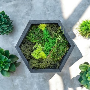 Honeycomb Moss Wall Art - Wood Hexagon Decor. Preserved Moss Art Framed, Wall Hangings, Housewarming Gifts, Living Room Decor