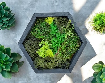 Honeycomb Preserved Moss Wall Art: Wood Hexagon Frame