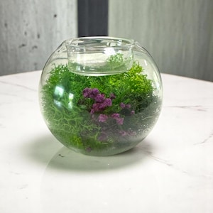 May include: A clear glass terrarium with a spherical base and a small, attached dish. The terrarium is filled with vibrant green moss and small purple flowers, creating a miniature garden. The glass reflects light, enhancing the colors.