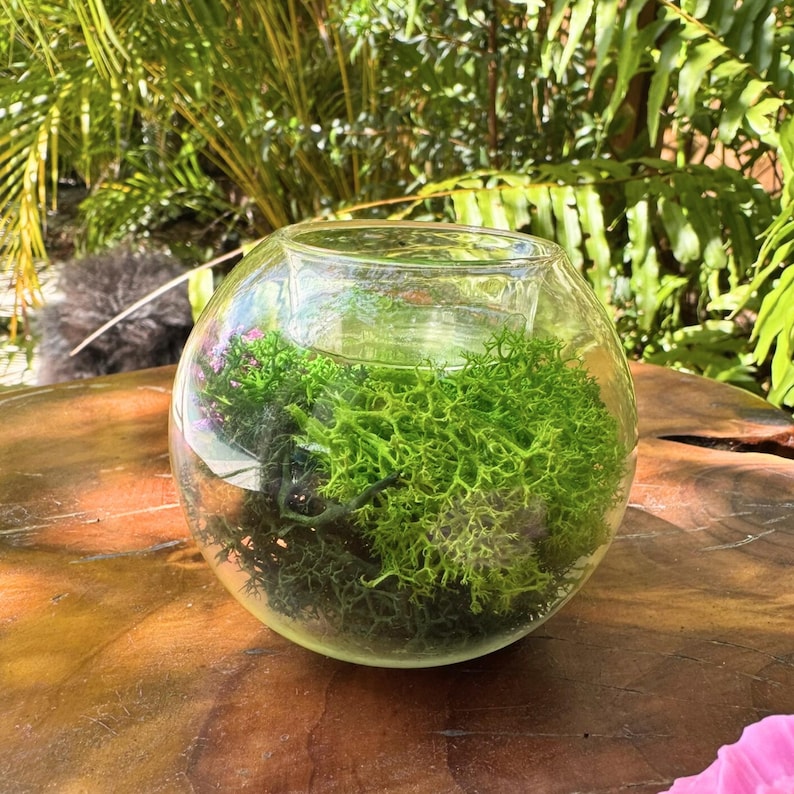 May include: A clear, round glass terrarium filled with vibrant green moss. The moss is a bright, textured green, creating a natural, decorative display. The terrarium sits on a wooden surface, with greenery in the background.