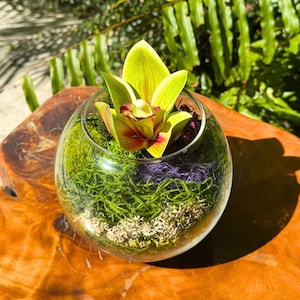 Glass Moss Terrarium with Orchid – Preserved Moss Decor | Floral Centerpiece Gift | Eco Nature-Inspired Tabletop Arrangement