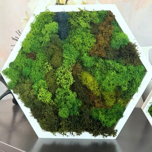 Honeycomb Moss Wall Art - Wood Hexagon Decor. Preserved Moss Art Framed, Wall Hangings, Housewarming Gifts, Living Room Decor