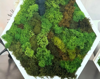 Honeycomb Moss Wall Art - Wood Hexagon Decor. Preserved Moss Art Framed, Wall Hangings, Housewarming Gifts, Living Room Decor