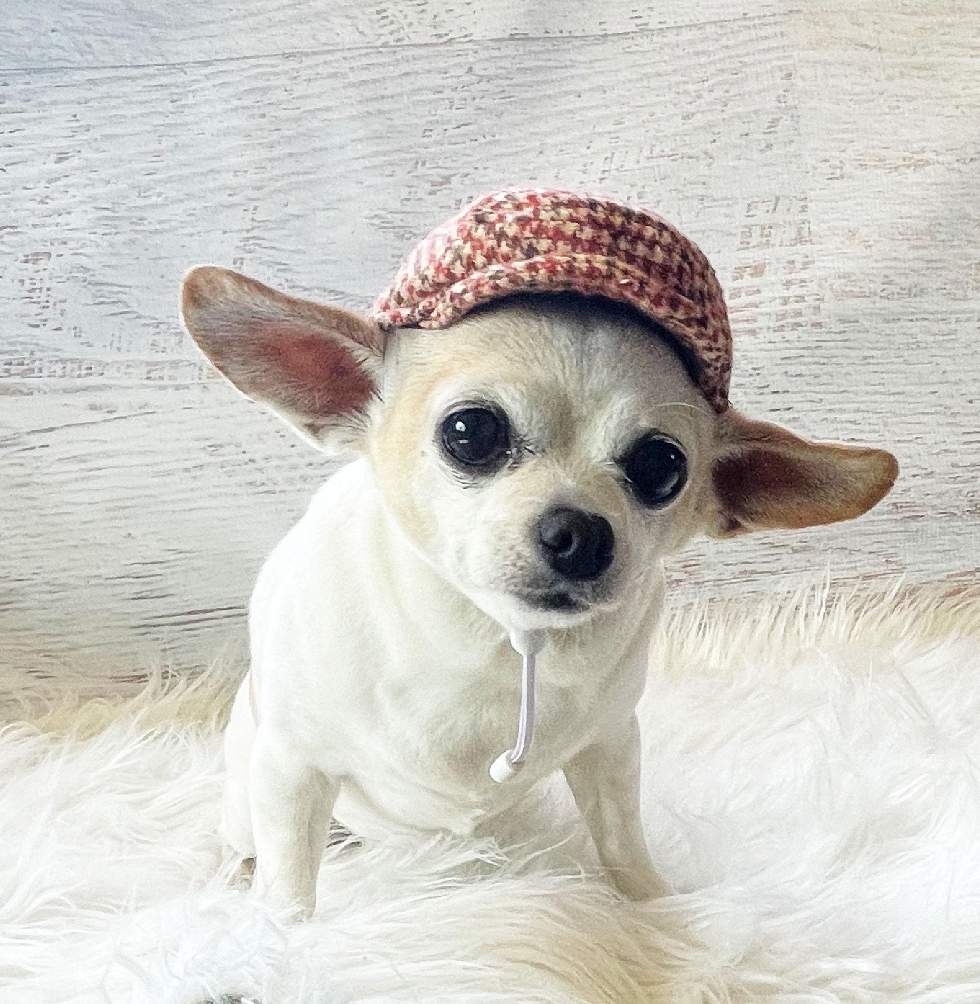 Dog golf hat on sale