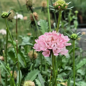 Scabiosa seeds