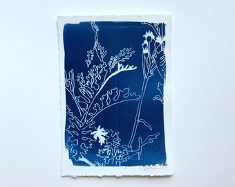 Garden Cyanotype, Cyanotype Print-sun print, hand drawn print, 5"x7", cyanotype print, monotype