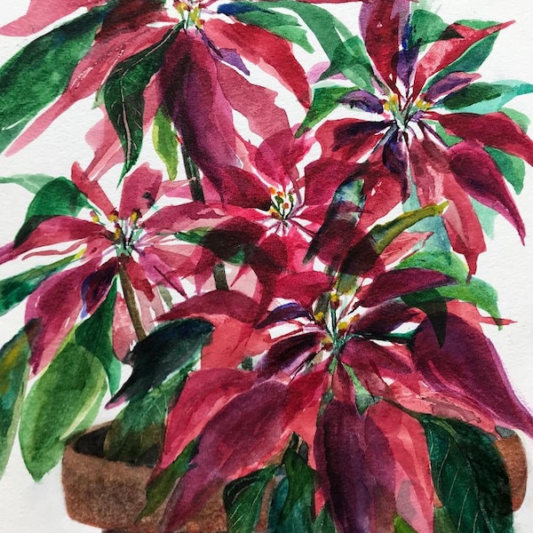 Original Watercolor Painting Showing a Vibrant Scarlet  Poinsettia A Small Mexican Shrub with Small Yellow Flowers by Janet Dosenberry