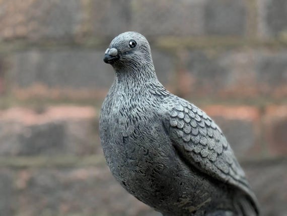 灰色のハト スズメバト (Columbina passerina) - Picture Bird