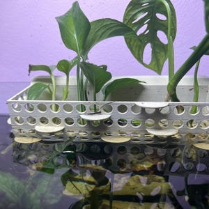 May include: A white rectangular plant holder with circular openings, holding several green plants with large leaves. The holder is partially submerged in water, reflecting the plants and the holder. A purple wall is in the background.