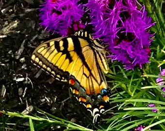May include: A striking yellow and black butterfly, likely a Swallowtail, is positioned near vivid purple flowers. The butterfly's wings showcase detailed patterns with orange, blue, and white highlights. Green leaves and dark mulch form a natural setting.