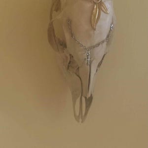 Natural Animal Skull