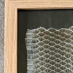 May include: A framed artwork displaying a section of snake skin. The skin's pattern resembles a honeycomb, set against a black backdrop. The frame is constructed from light-coloured wood.