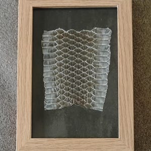 May include: A framed snake skin, displayed in a light wood frame. The snake skin is a translucent, off-white colour, with a honeycomb pattern. The background is a dark grey, and the frame is rectangular.