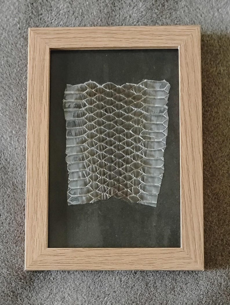 May include: A framed snake skin, displayed in a light wood frame. The snake skin is a translucent, off-white colour, with a honeycomb pattern. The background is a dark grey, and the frame is rectangular.