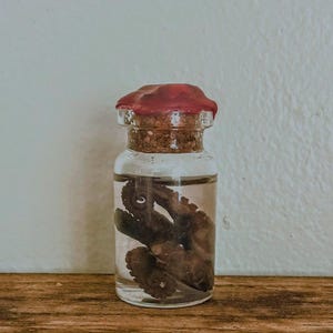 Preserved Baby Octopus Tentacles