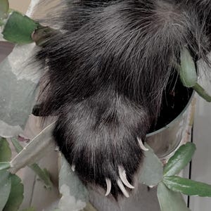 Wolverine Paw Tanned