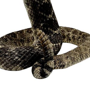 May include: A coiled rattlesnake body featuring a textured, dark gray and brown scale pattern. The snake's tail is raised, displaying a segmented, tan-colored rattle at the tip. The body curves in a circular motion against a plain white background.