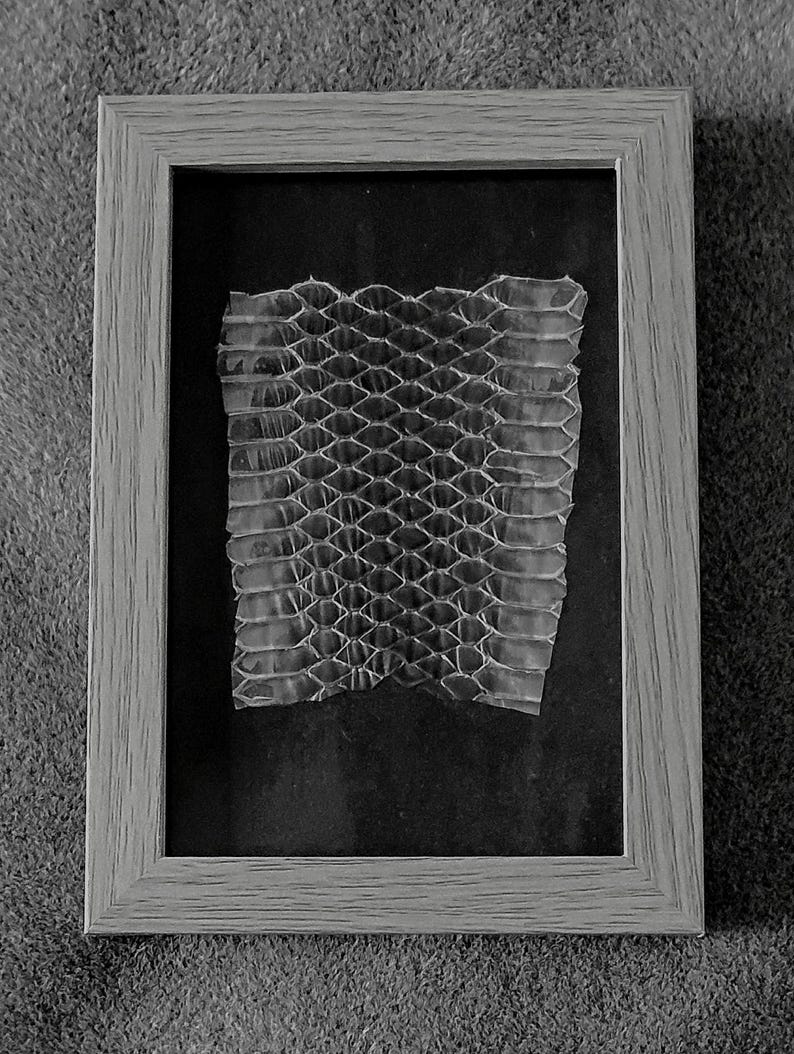 May include: A framed snake skin shed, displayed in a light grey wooden frame. The skin has a translucent, honeycomb-like pattern, set against a black background. The frame is rectangular with a simple, modern design, suitable for home decor.