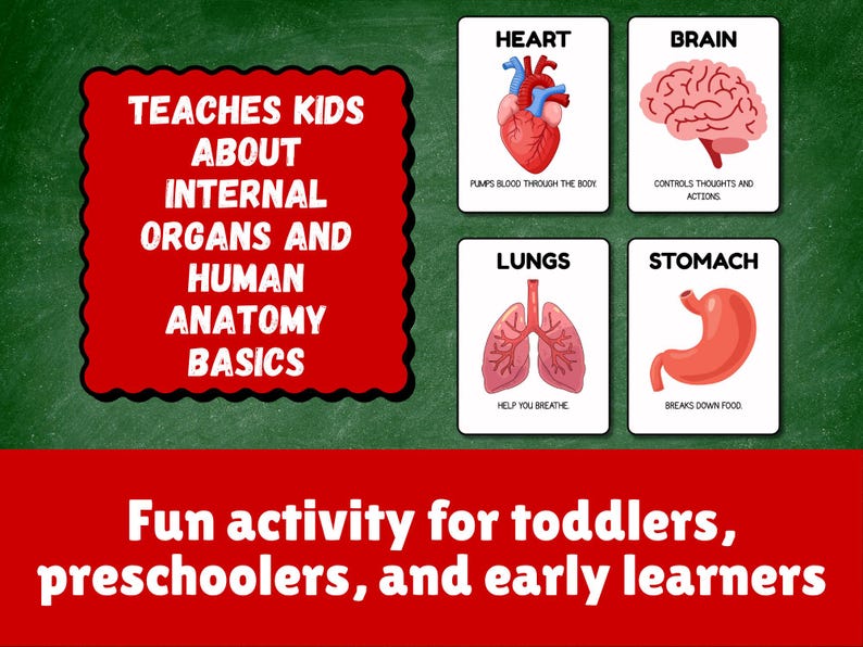 Human Body Internal Organs Flashcards – Printable Anatomy Cards for ...