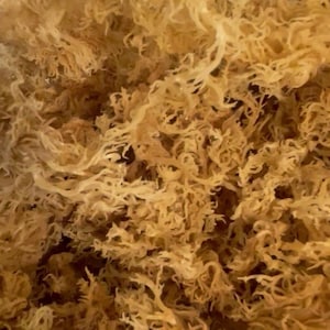 Sea Moss Wildcrafted from Jamaica- Natural Seamoss