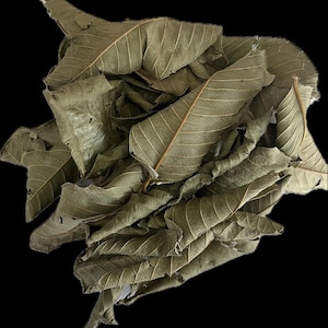 Guava Leaves, 100% Pure Natural Guava leaf, Jamaica