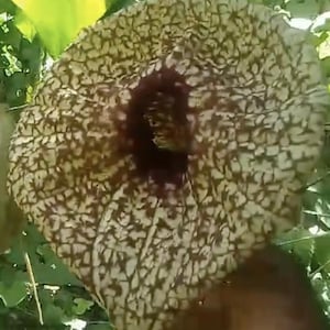 Whole Duck Flower-Jamaican Wildcrafted Herb | Dried Flower