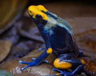 Dendrobates tinctorius adulte 'Tumucumaque - Peacock' - Impression photo