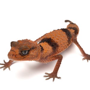Adult Northern Banded Knob-tailed Gecko (Nephrurus cinctus) - Photographic Print