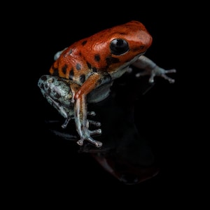 May include: A close-up of a poison dart frog with a vibrant orange and black pattern on its back. The frog has a black eye and is set against a black background, highlighting its colorful skin and unique markings. The frog's legs are a light blue color.