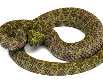 Víbora de Mangshan (Protobothrops mangshanensis) - Impresión fotográfica