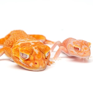 May include: Two orange and white leopard geckos are shown against a white backdrop. The larger gecko is in the foreground, with a detailed pattern. The smaller gecko is in the background, with a similar colour scheme.
