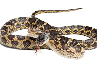 Serpiente ratonera occidental adulta (Pantherophis obsoletes) - Impresión fotográfica