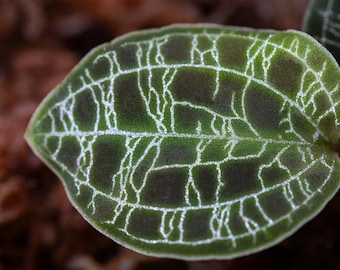Jewel Orchid (Macodes petola) - Photographic Print