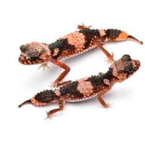May include: Two geckos with a distinctive pattern of black, peach, and orange markings. The geckos are positioned on a white background, showcasing their unique coloration and texture. The image highlights the details of their skin.