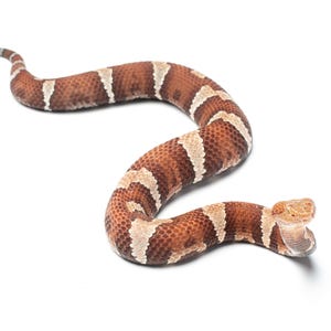 May include: A copperhead snake, with a brown and tan pattern, is shown on a white background. The snake is in an S-shape, with its head slightly raised and mouth open. The tail is a lighter color.