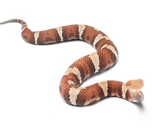 Cabeza de cobre adulta de Trans-Pecos (Agkistrodon contortrix pictigaster) - Impresión fotográfica