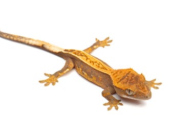 Juvenile Crested Gecko (Correlophus ciliatus) - Photographic Print