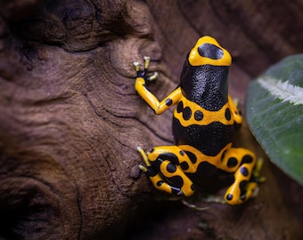 Hummel Pfeilgiftfrosch (Dendrobates leucomelas) - Fotografie