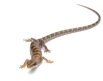 Lagarto cocodrilo juvenil de Texas (Gerrhonotus infernalis) - Impresión fotográfica