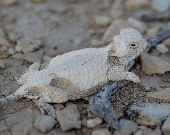 Roundtail Horned Lizard (Phrynosoma modestum) - Photographic Print