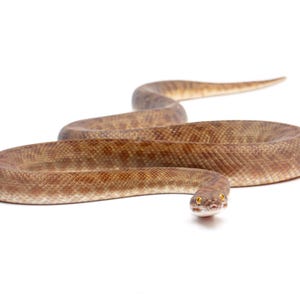 May include: A brown snake with patterned skin lies coiled on a white background. The snake's head faces the viewer, with yellow eyes. The snake's body displays light and dark brown tones.