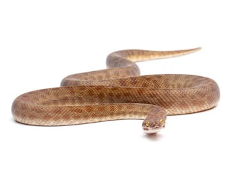 Kinderpython (Antaresia-kinderen) - fotoprint